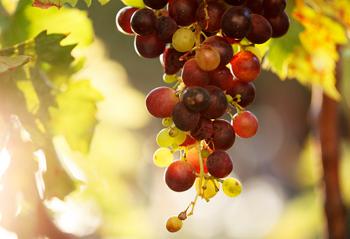 Various grapes fruit and half sliced isolated on white background. Top view. Flat lay.