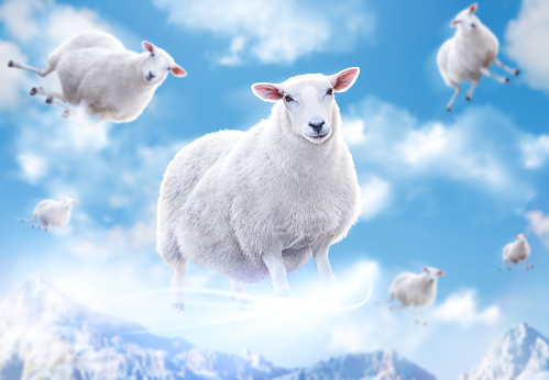 Cute sheeps flying in cloouds