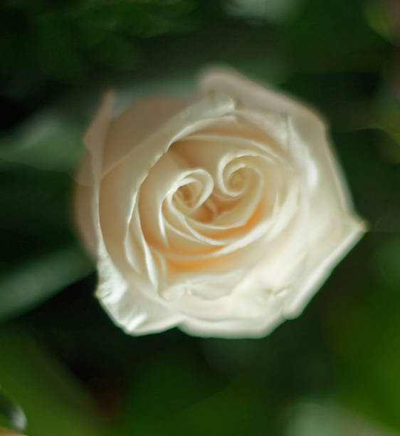 istock White Rose Autumn New York 684558844