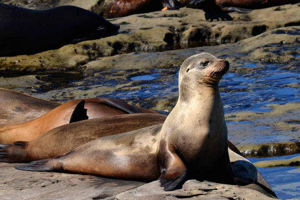 istock baby seal on the Pacific ocean coastline 684561570
