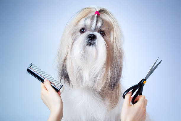 Shih tzu dog grooming stock photo