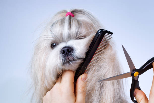 Shih tzu dog grooming stock photo