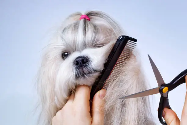 Photo of Shih tzu dog grooming