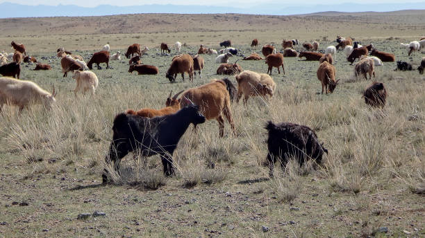 animaux et montagnes - goat independent mongolia kazakhstan desert photos et images de collection