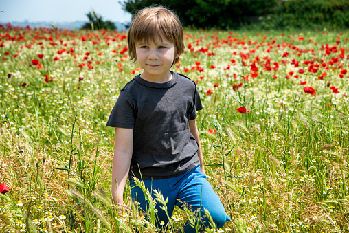 Little Boy In Poppy Field