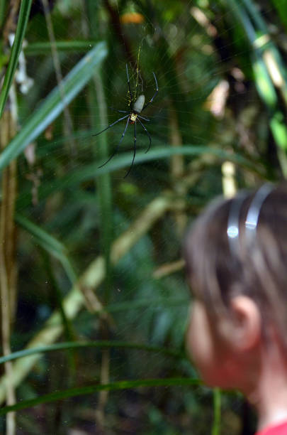 istock Golden silk orb-weaver spider 684597646