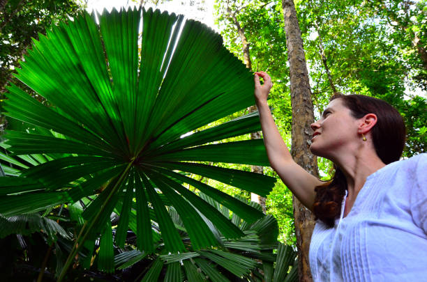Woman touches a Palm tree leaf in Queensland Australia Young woman touches an Australian fan palm leaf in Daintree National Park in the tropical north of Queensland, Australia fan palm tree photos stock pictures, royalty-free photos & images