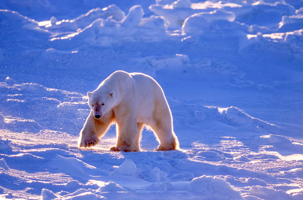 istock One Wild Polar Bear Walking on Icy Hudson Bay 684598020