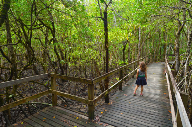 istock Daintree National Park Queensland, Australia 684600188