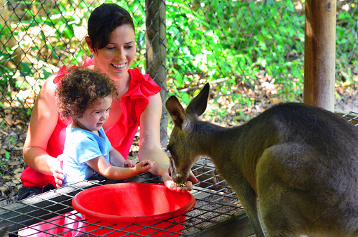 Mother and child (girl age 1-2) feed a grey Kangaroo in Queensland Australia. Travel with family concept