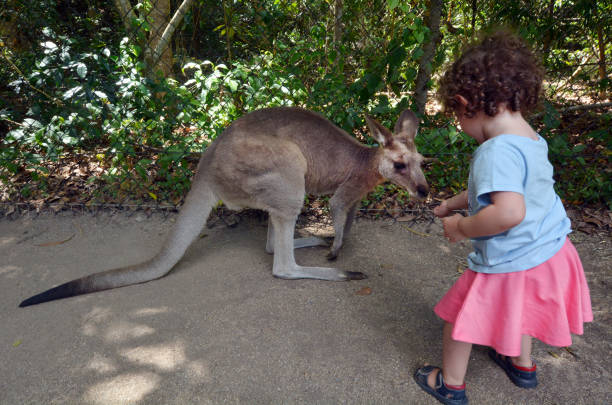 istock Little child feed grey kangaroo in Queensland, Australia 684600360