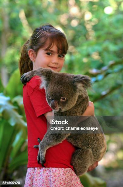 Kleines Mädchen Hält Eine Koala Stockfoto und mehr Bilder von Koala - Koala, Umarmen, Halten