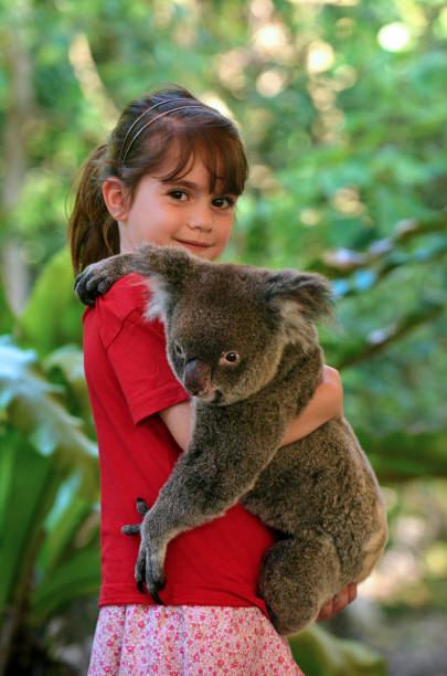 маленькая девочка, держащая коалу - eucalyptus tree tree australia tropical rainforest стоковые фото и изображения