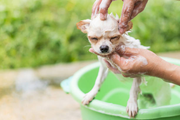 istock Cute Chihuahua dog taking a bath in  basin 684619742