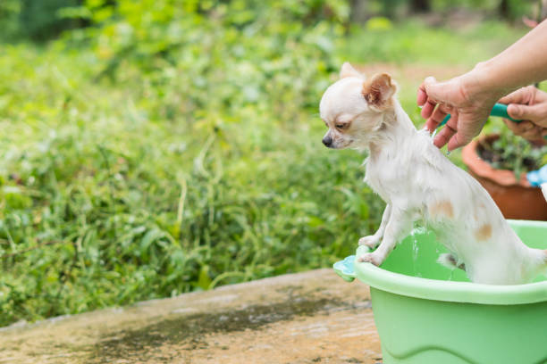 istock Cute Chihuahua dog taking a bath in  basin 684619754