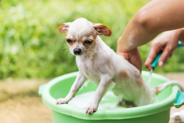 istock Cute Chihuahua dog taking a bath in  basin 684619868