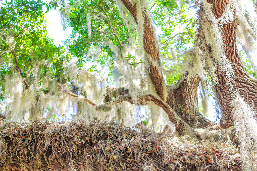 Beautiful old southern oak tree dripping with Spanish moss