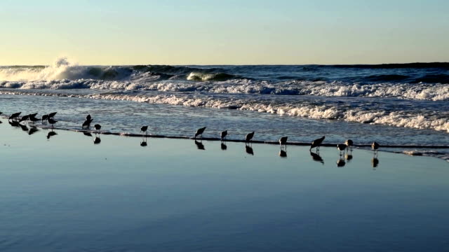 Birds running in surf.