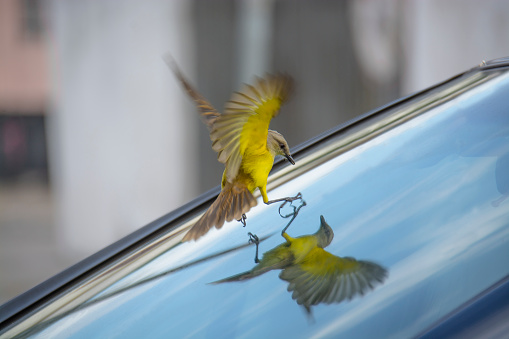 An yellow bird try to touch its reflection in a windshield
