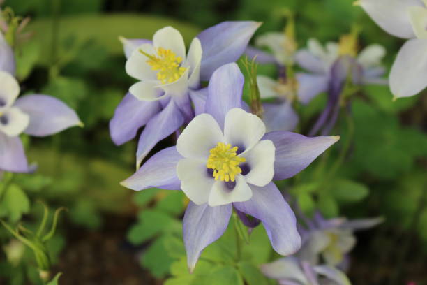 istock Beautiful violet and white narcissus flowers. 684630764
