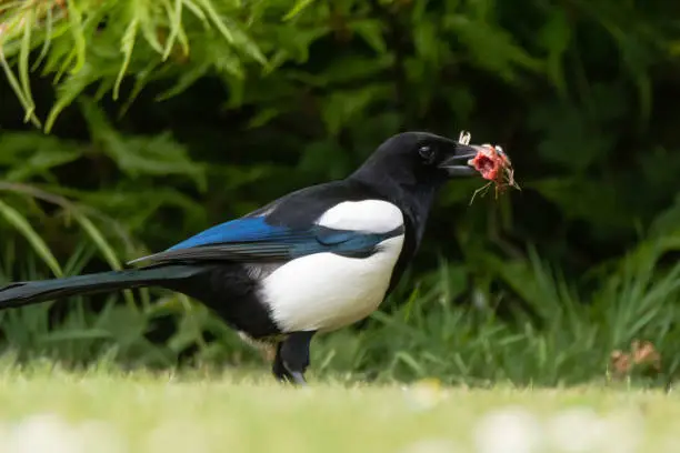 Photo of Eurasian magpie (Pica pica) with chick in beak, profile