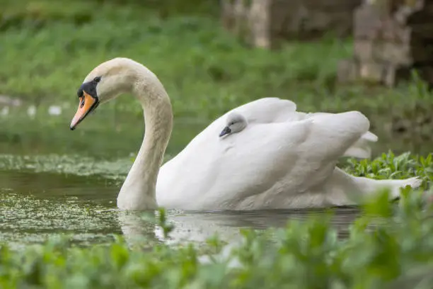 Young chick nestled in feathers hitching a ride on back of mother