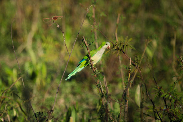 Photographed at Pantanal, Mato Grosso state.
