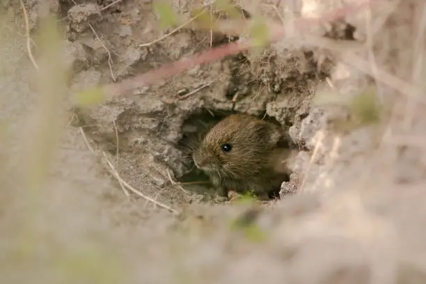 A small mammal in the family Cricetidae leaving burrow under ant-hill