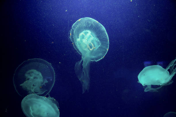istock Moon jelly fish in aquarium 684658874