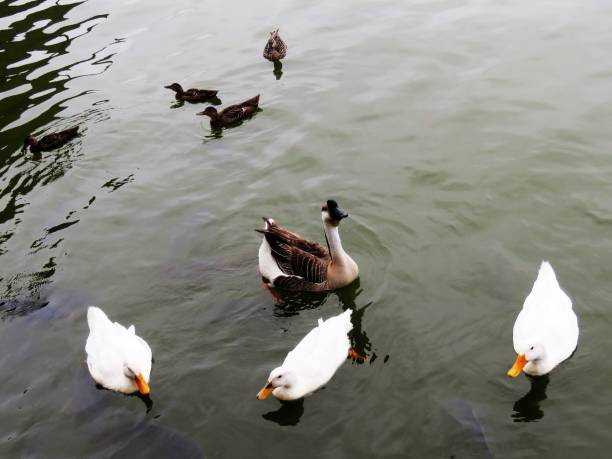 Duck, duck, duck, goose 3 white ducks in front, Chinese gander (male goose) behind middle one, mallards in the background chinese goose stock pictures, royalty-free photos & images