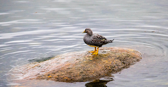 A Chubut Steamer Duck (or White-Headed Flightless Steamer Duck, Tachyeres leucocephalus) stands on a rock in the Beagle Channel in Ushuaia.