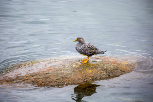 A Chubut Steamer Duck (or White-Headed Flightless Steamer Duck, Tachyeres leucocephalus) stands on a rock in the Beagle Channel in Ushuaia.