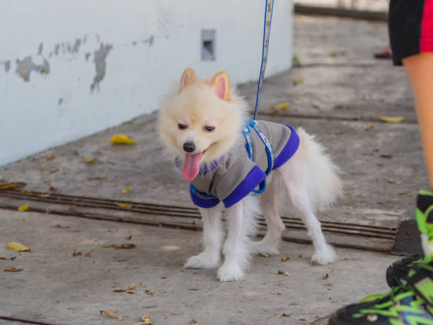 istock closeup White Pomeranian play with kid 684673486