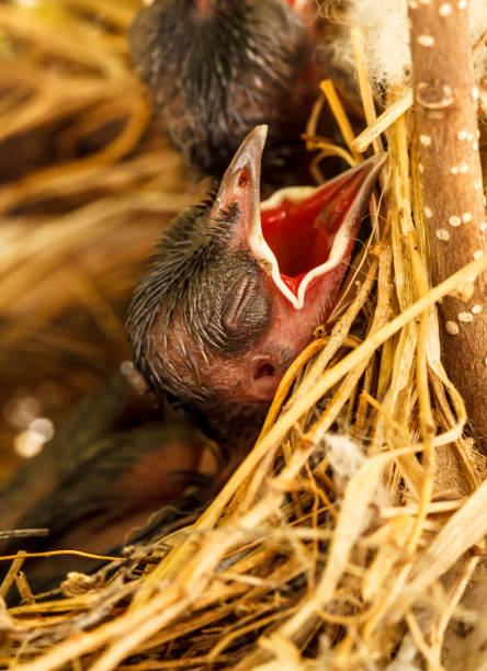 детские птицы в гнезде - dependency animal nest robin bird стоковые фото и изображения