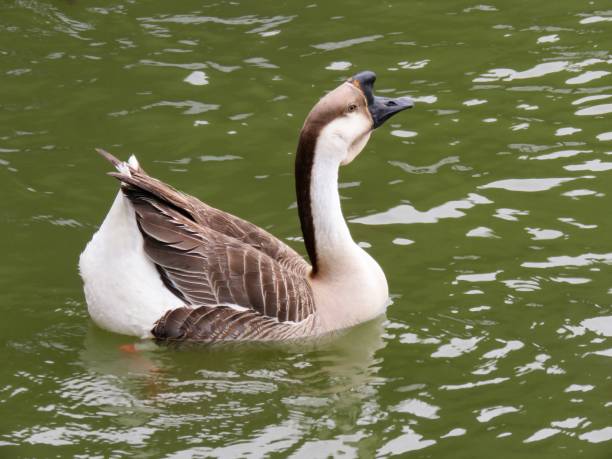 Chinese Goose Chinese Goose chinese goose stock pictures, royalty-free photos & images