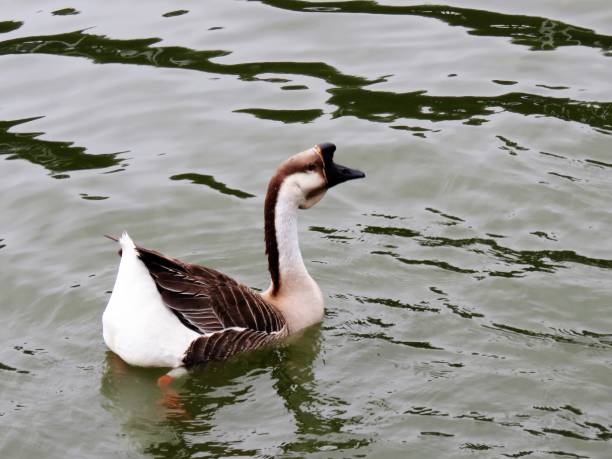 Chinese Goose Chinese Goose chinese goose stock pictures, royalty-free photos & images