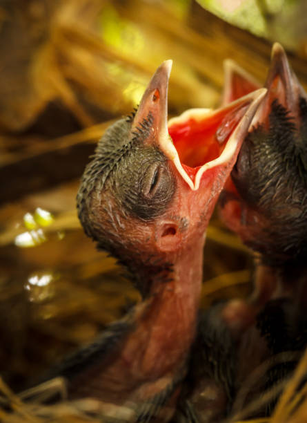 둥지에서 작은 새 아기 - dependency animal nest robin bird 뉴스 사진 이미지