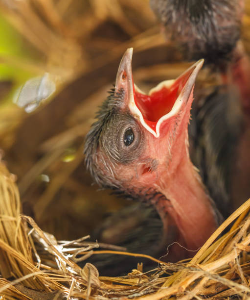 아기 조류의 둥지 있는 - dependency animal nest robin bird 뉴스 사진 이미지