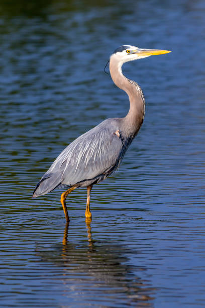 istock Great Blue Heron bird standing in shallow waters. 684683086