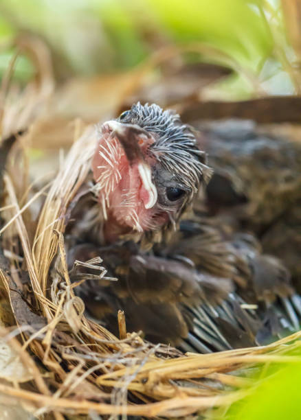 istock Baby birds in the nest 684683214