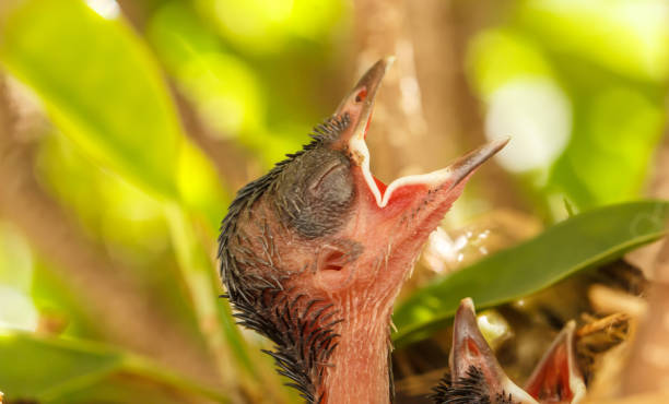 아기 조류의 둥지 있는 - dependency animal nest robin bird 뉴스 사진 이미지