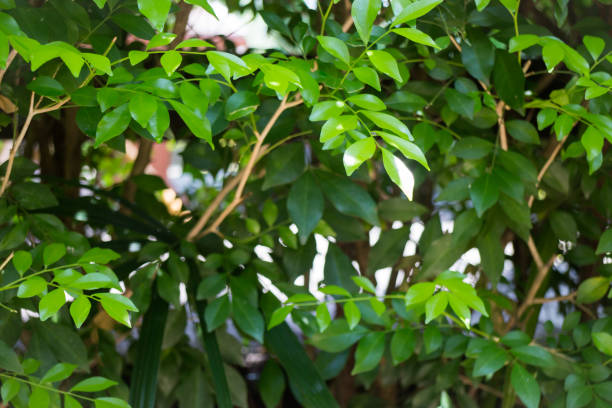 istock Green Lotus Leaf In Summer Day 684685728