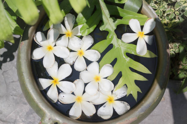 istock White Flowers Group On Water Bowl 684685730