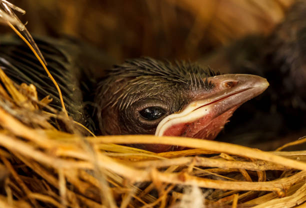 Baby birds in the nest waiting to get food with their beaks wide open
