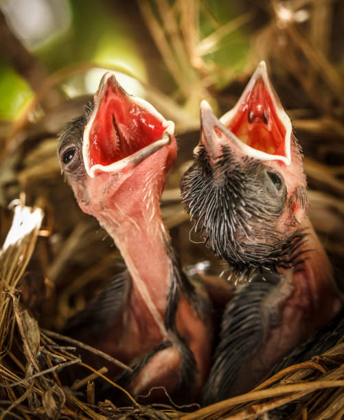 아기 조류의 둥지 있는 - dependency animal nest robin bird 뉴스 사진 이미지