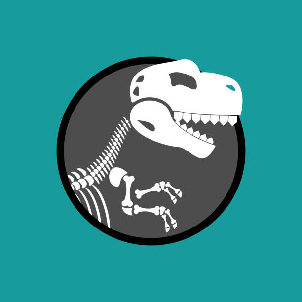 ilustraciones, imágenes clip art, dibujos animados e iconos de stock de esqueleto de dinosaurio aislado. restos de tiranosaurios. cráneo t-rex. monstruo prehistórico. reptiles antiguos. depredador jurásico - dinosaur fossil tyrannosaurus rex animal skeleton