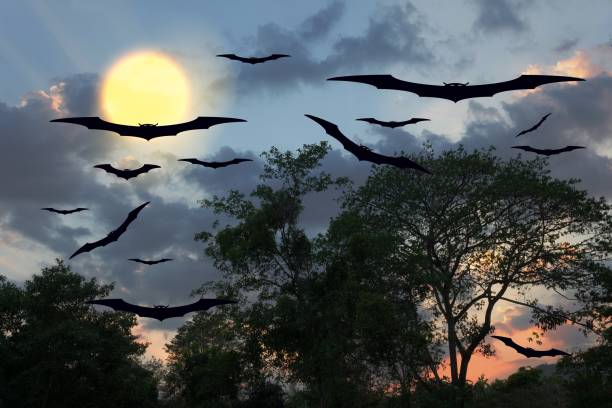 istock bat flying Vampire in day Halloween  forest and sky with copy space for add text 684690792