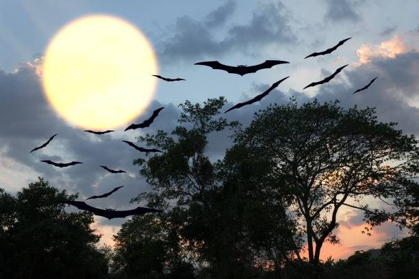 istock bat flying Vampire in day Halloween  forest and sky with copy space for add text 684690802