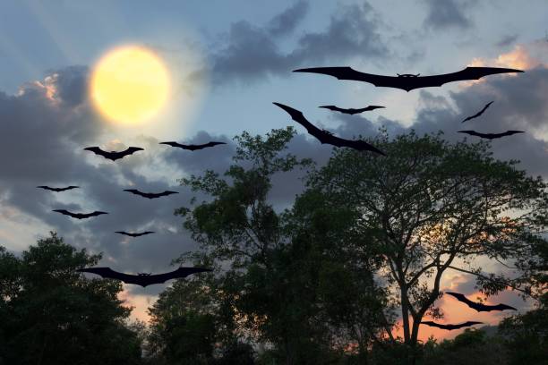 istock bat flying Vampire in day Halloween  forest and sky with copy space for add text 684690816