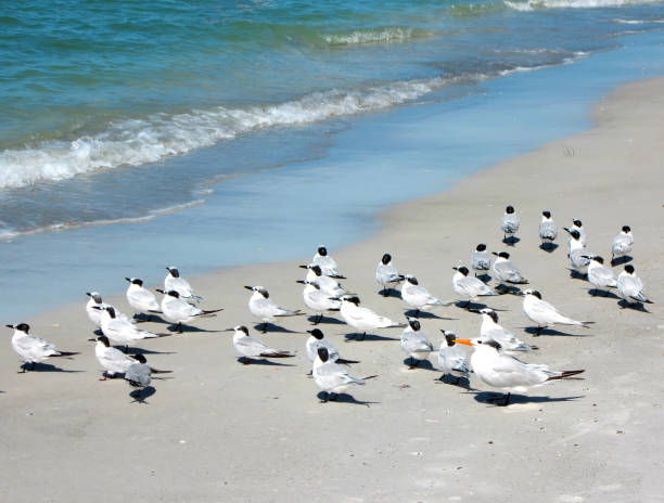 istock Sea birds trolling the beach 684691154